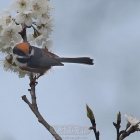 阳光明媚油菜花开 难道说春天来了