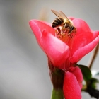 小蜂与海棠的亲吻