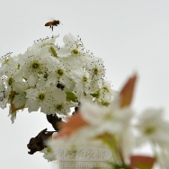 蜂逐春天