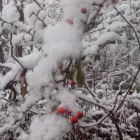 龙泉山的雪