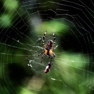蜘蛛，网