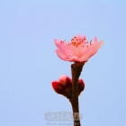 阳春三月看桃花