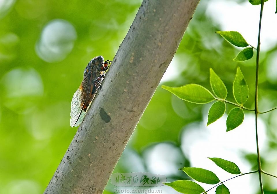 盛夏蝉鸣