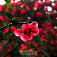 花季海棠红