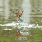 翠鸟的出水入水的精彩瞬间
