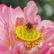 蜜蜂与荷花