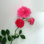 蔷薇4