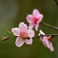 蜂花恋