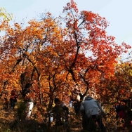 北京香山红叶...