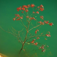 水中红叶