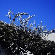 雅家埂初雪