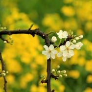 花中花