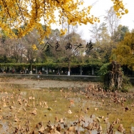 金色的池塘
