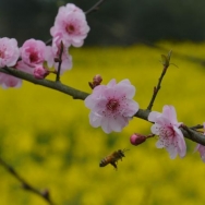 春暖花开的季...