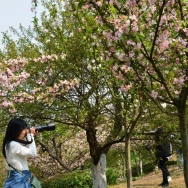 赏樱花