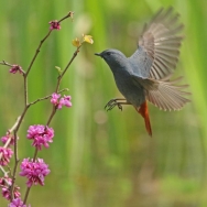 春花鸟趣