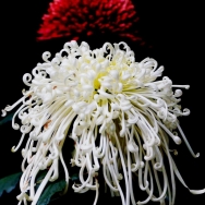 红白菊花