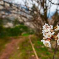 春路上有花