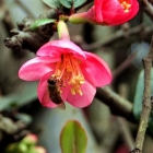 红润喜人的海棠花4幅