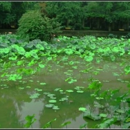 荷花池的夏天...