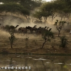 精选印度骆驼节摄影作品十二张分享